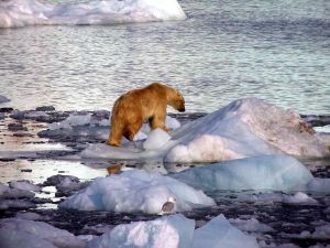 800px-Polar_Bear_on_Ice