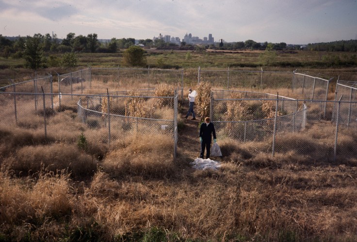 Revival Field, Harvest Photo curtesy of Mel Chin