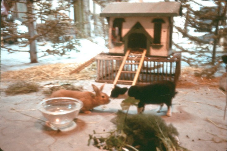 Scene from The Raw Egg Animal Theater (TREAT) at Crossroads Community (the farm) - Buck Meeting Cat © 1976 Bonnie Ora Sherk