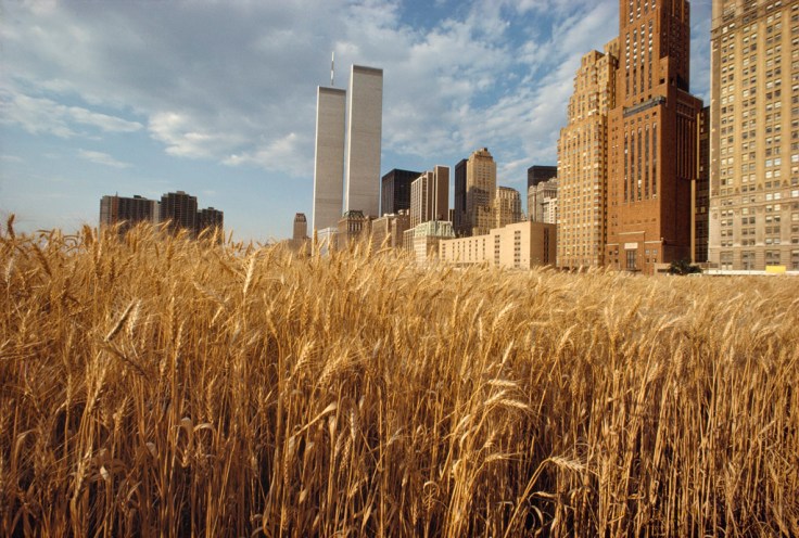  Wheatfield - A Confrontation: Battery Park Landfill, Downtown Manhattan ©1982 Agnes Denes, Courtesy of Leslie Tonkonow Artworks + Projects, New York - View with New York Financial Center 