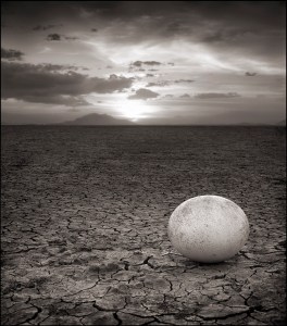 Abandoned Ostrich Egg