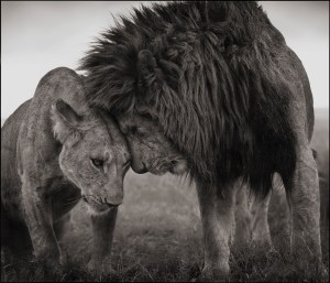LIONS HEAD TO HEAD, MASAI MARA, 2008