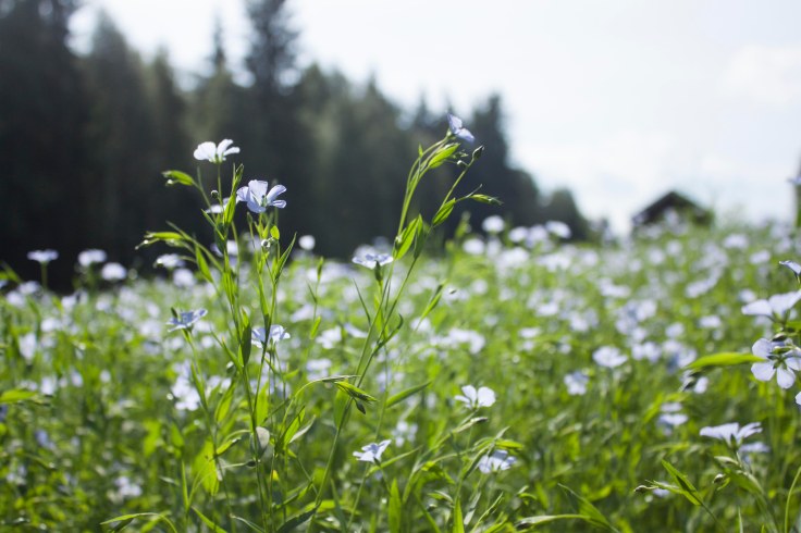 Så, linåkern_72dpi