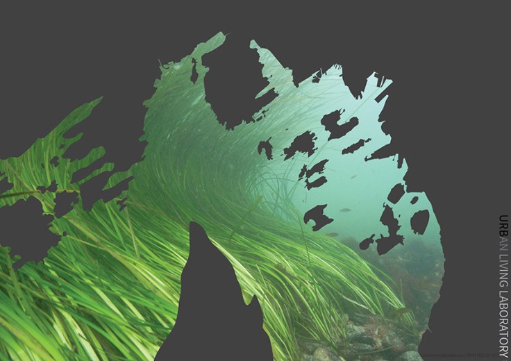 012-S_eelgrass