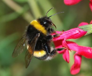 723px-Bombus_September_2007-2