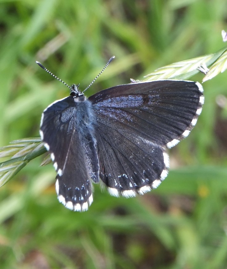 scolitantides_orion_02